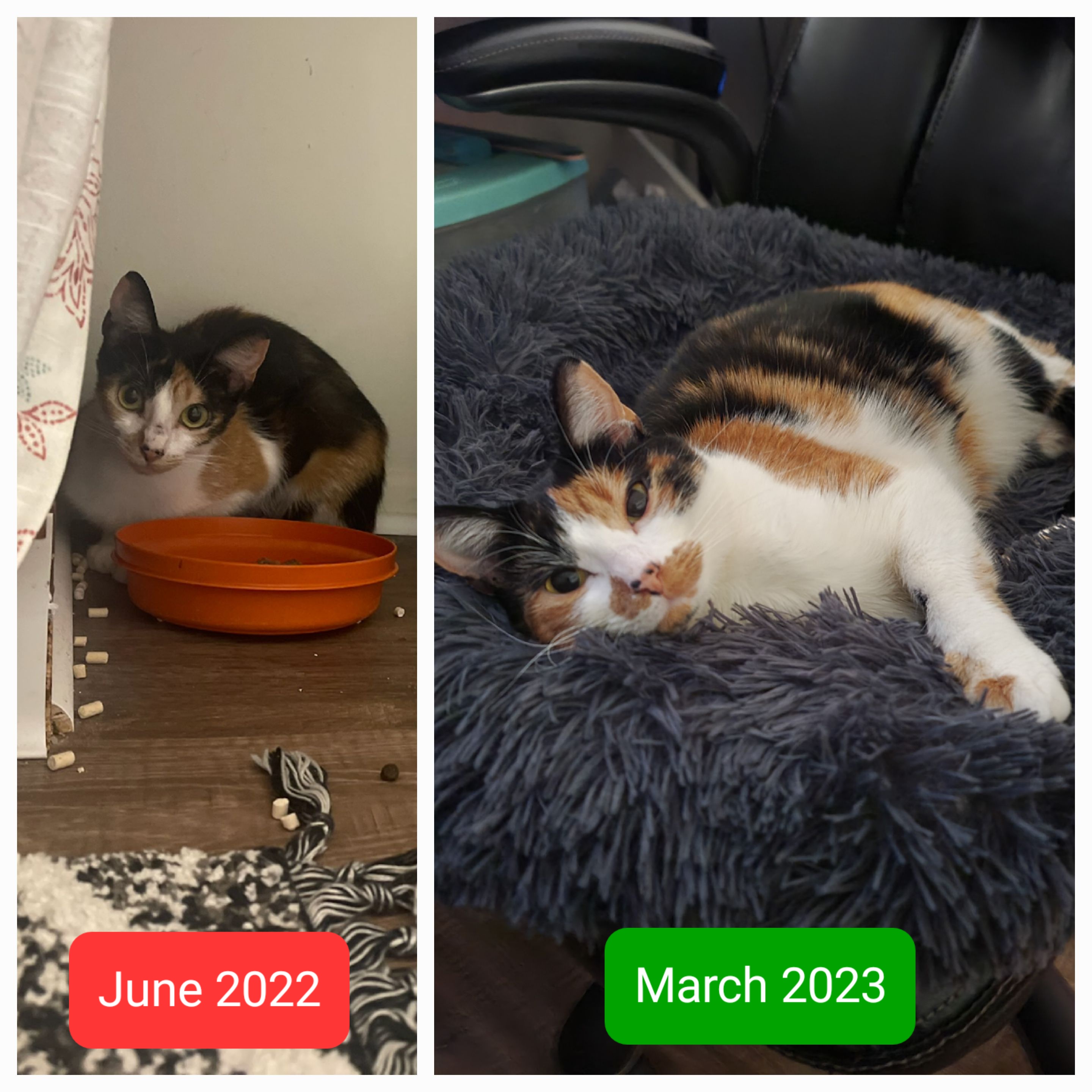 Russell Crowe and his dog Louis