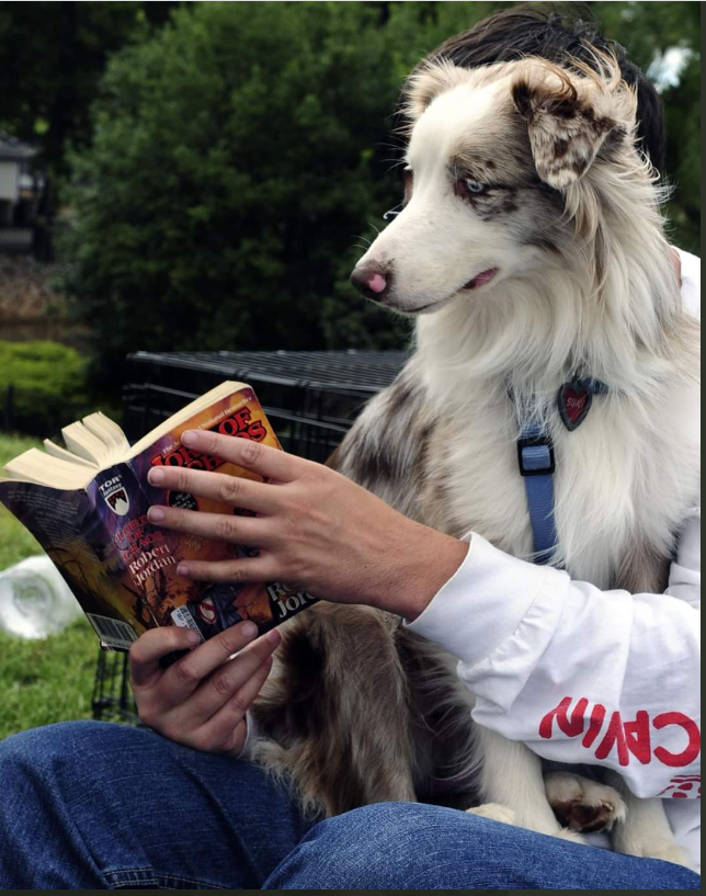 A dog sitting on her owner's lap
