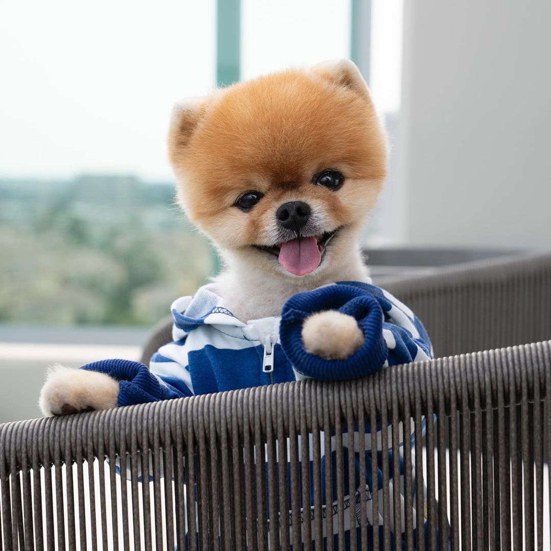 Jiffpom