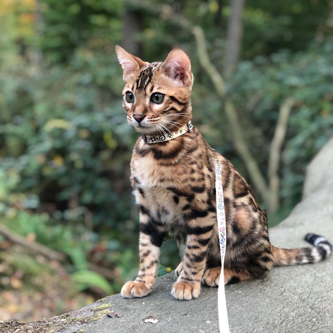 Bengal cat