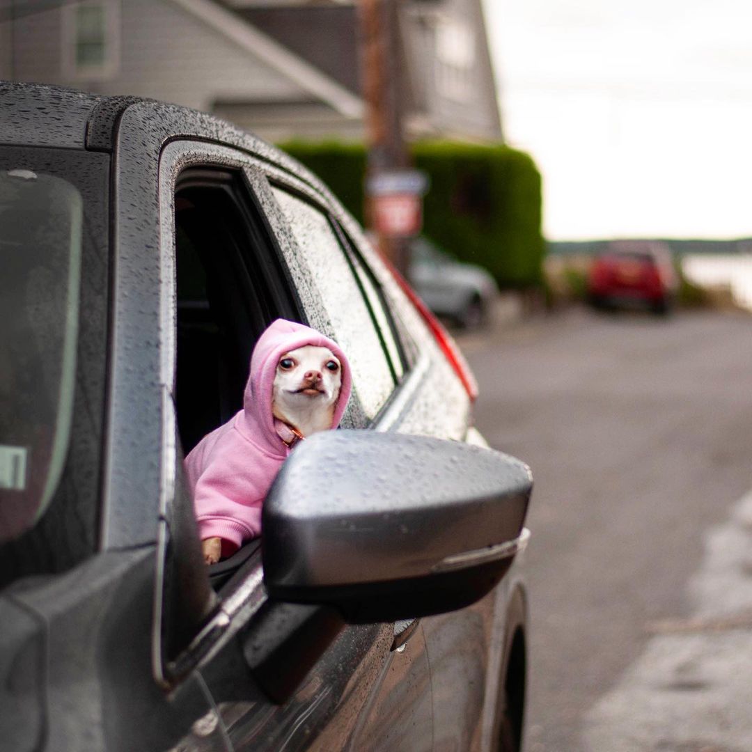 This cute puppy is obviously from New York