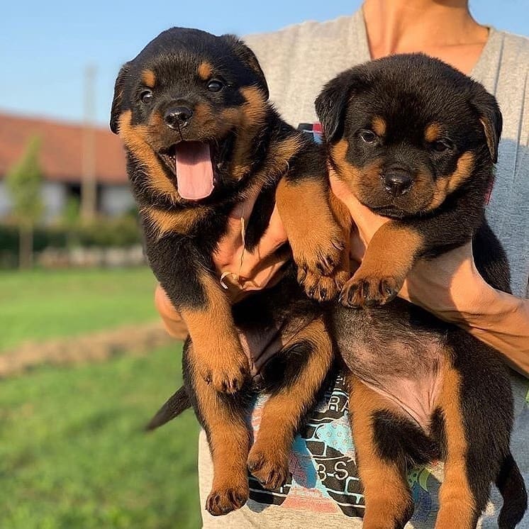 Rottweiler puppies