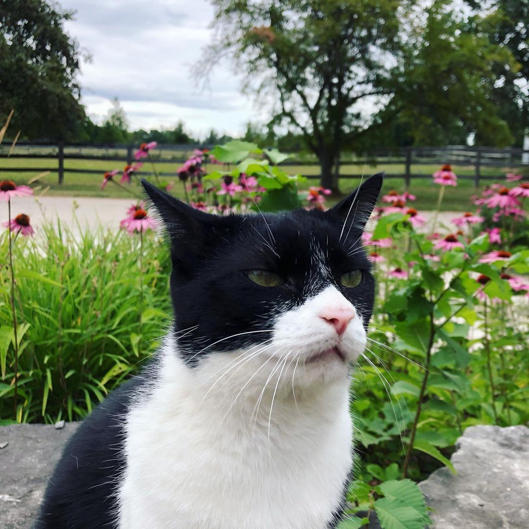 Zorro The Masked Cat