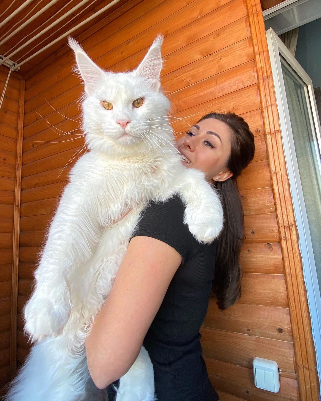 Kefir the white Maine Coon cat