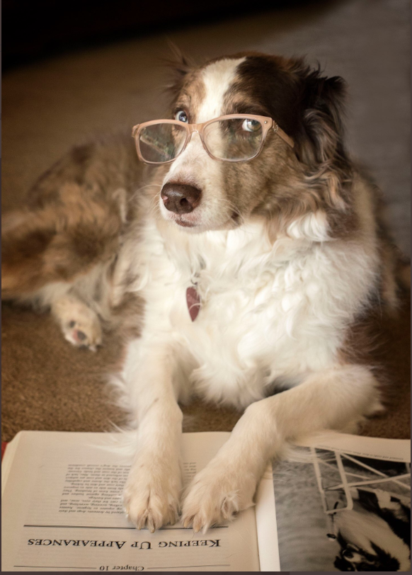A glasses-wearing dog