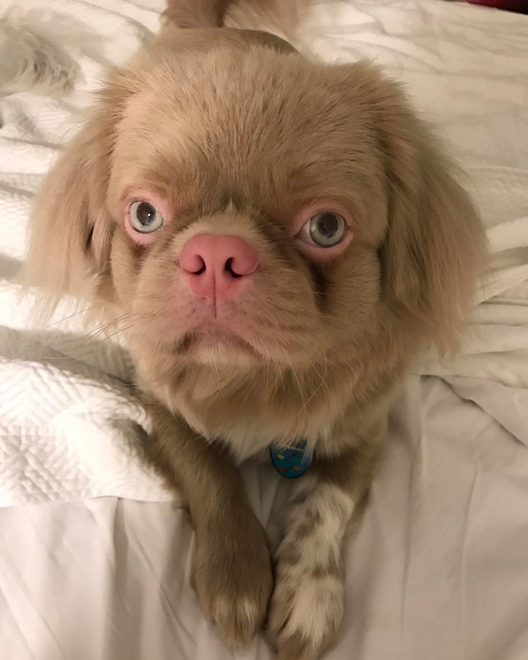 Cubita the Albino Dog