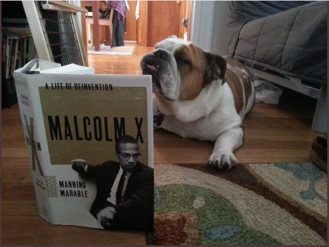 A pitbull dog reading a book