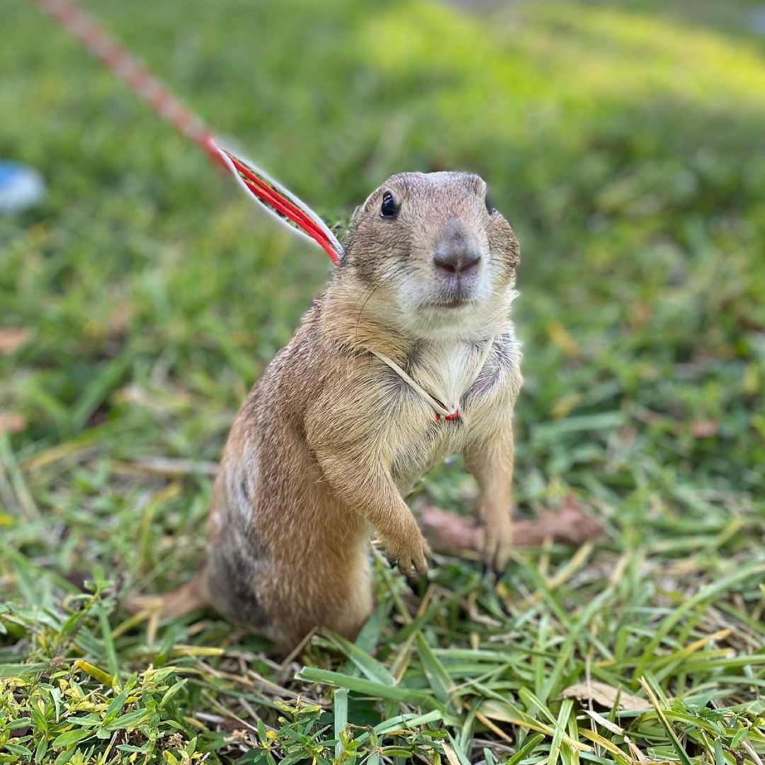 Pet Prairie dog