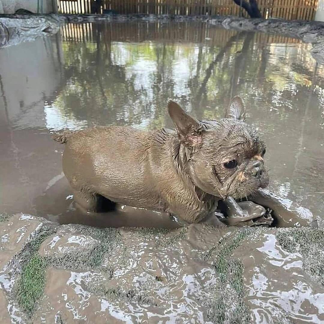 This small Frenchie looks like a hippo after swimming in a mud bath