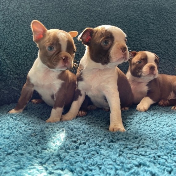 Boston terrier puppies