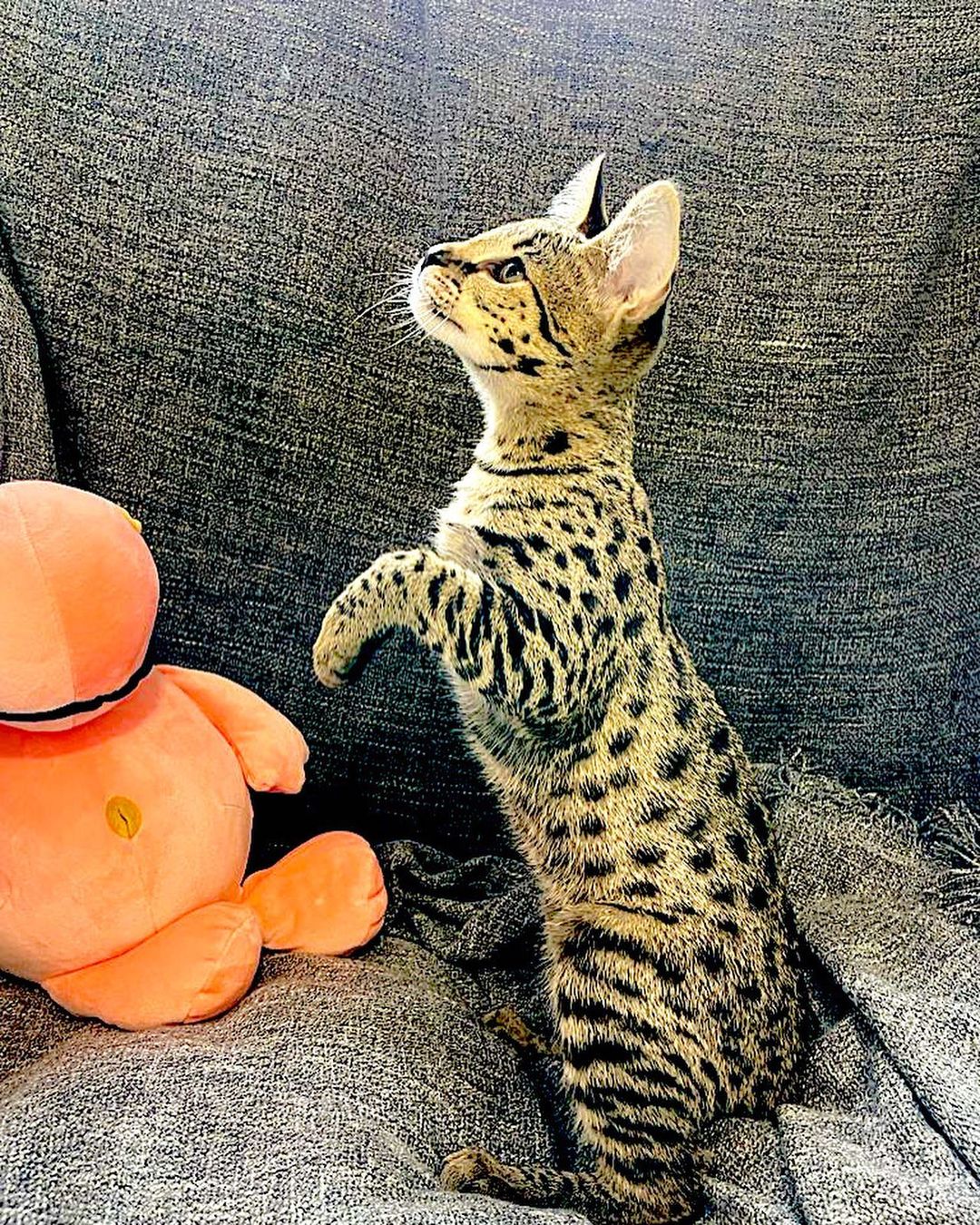 A Pet Savannah Cat