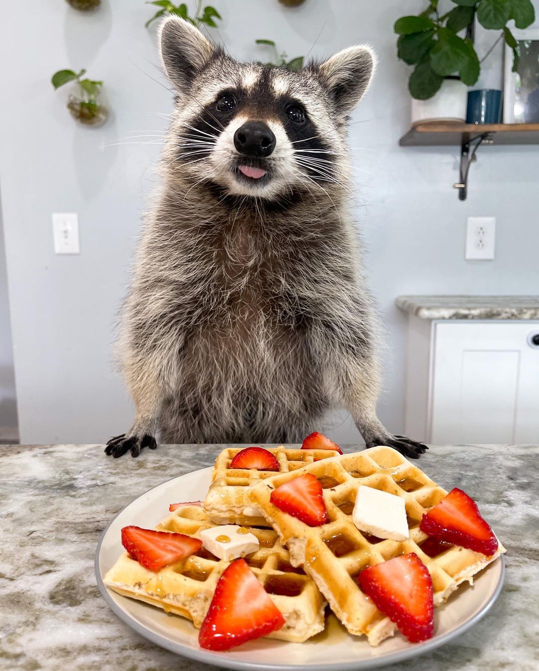 Tito the pet raccoon