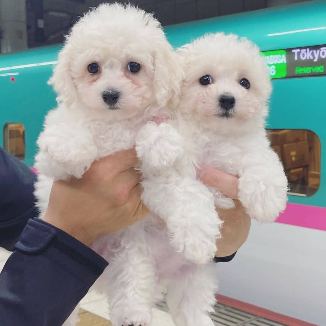 Bichon Frise puppies