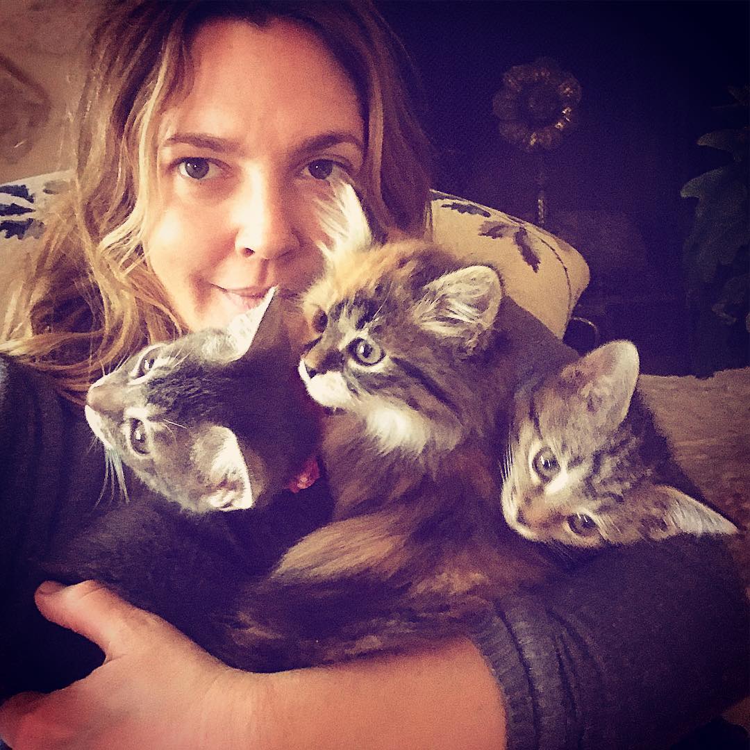 Drew Barrymore and her three cats
