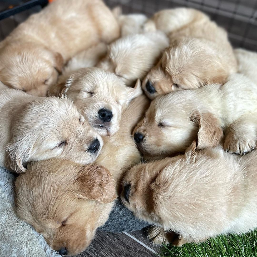 Golden Retriever puppies