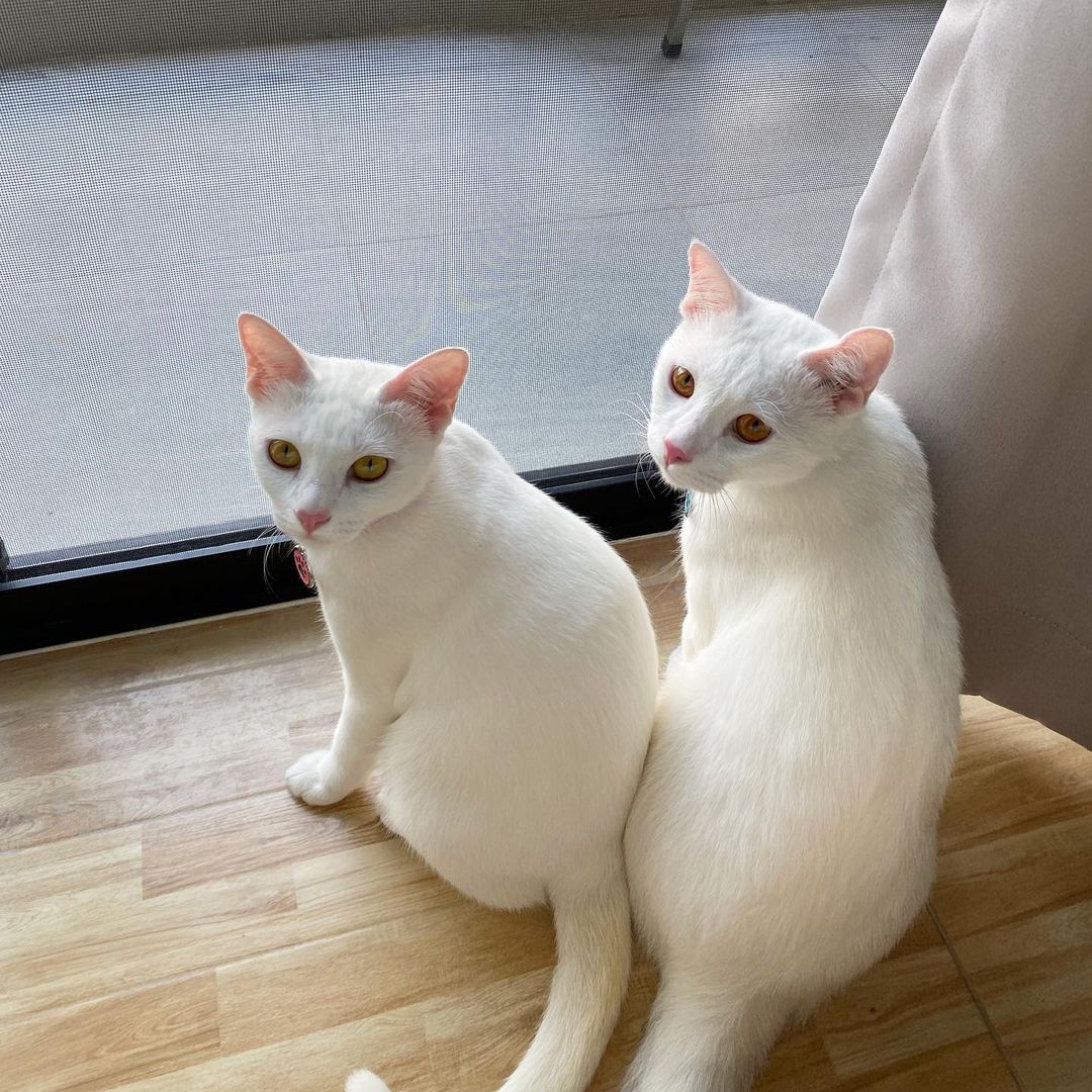 Twin cats Aomsin and Stang