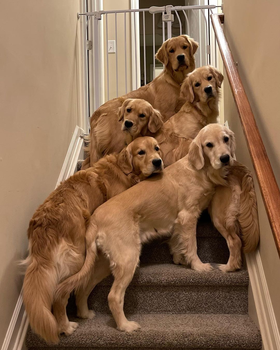 Golden Retrievers: Third most popular dog breed in America