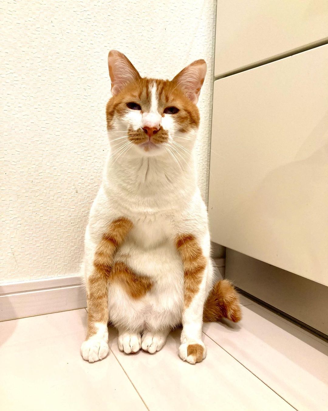 A white and orange cat sitting like a human