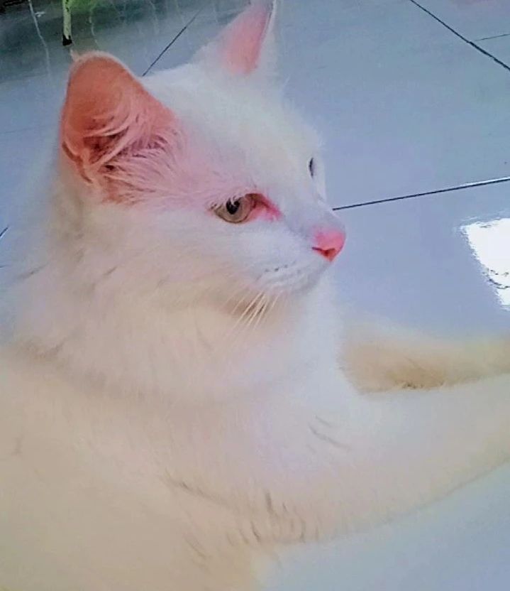 Minha Dona the Albino Cat