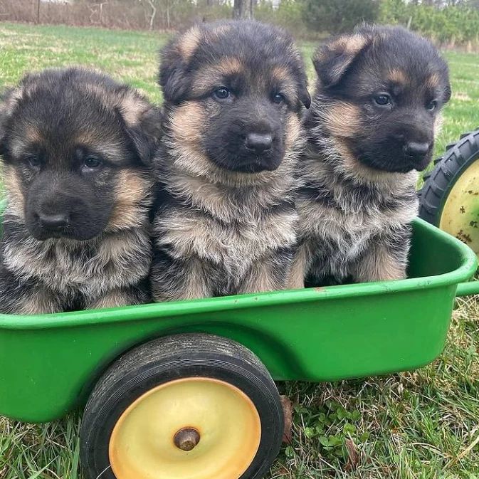 German shepherd puppies