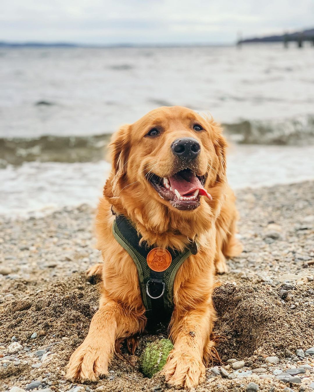 Atlas, the Golden Retriever