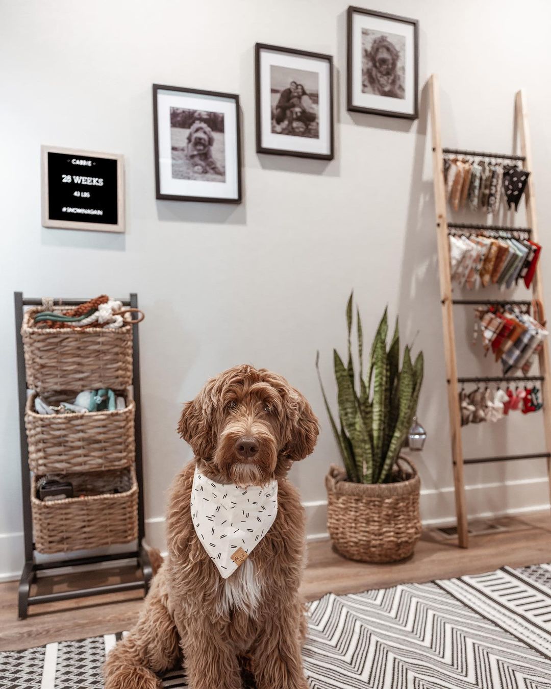 Cabbie the dog's room