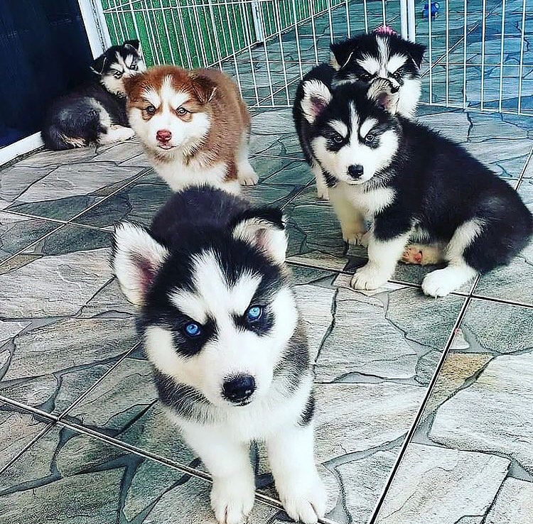 Siberian Husky puppies