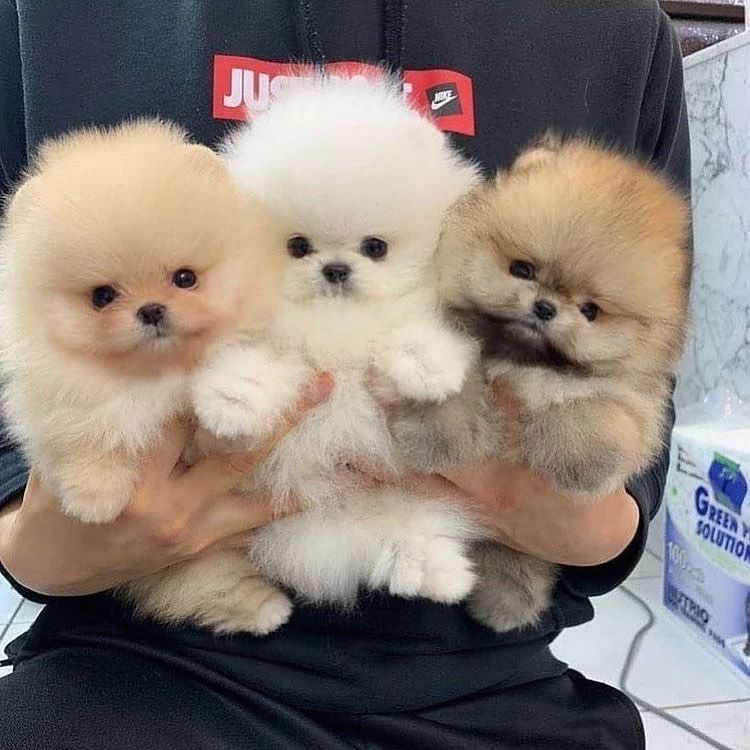 Pomeranian puppies