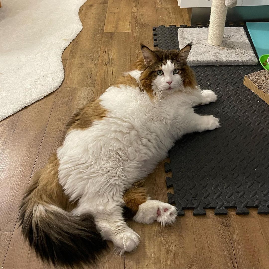 Samson the Maine Coon