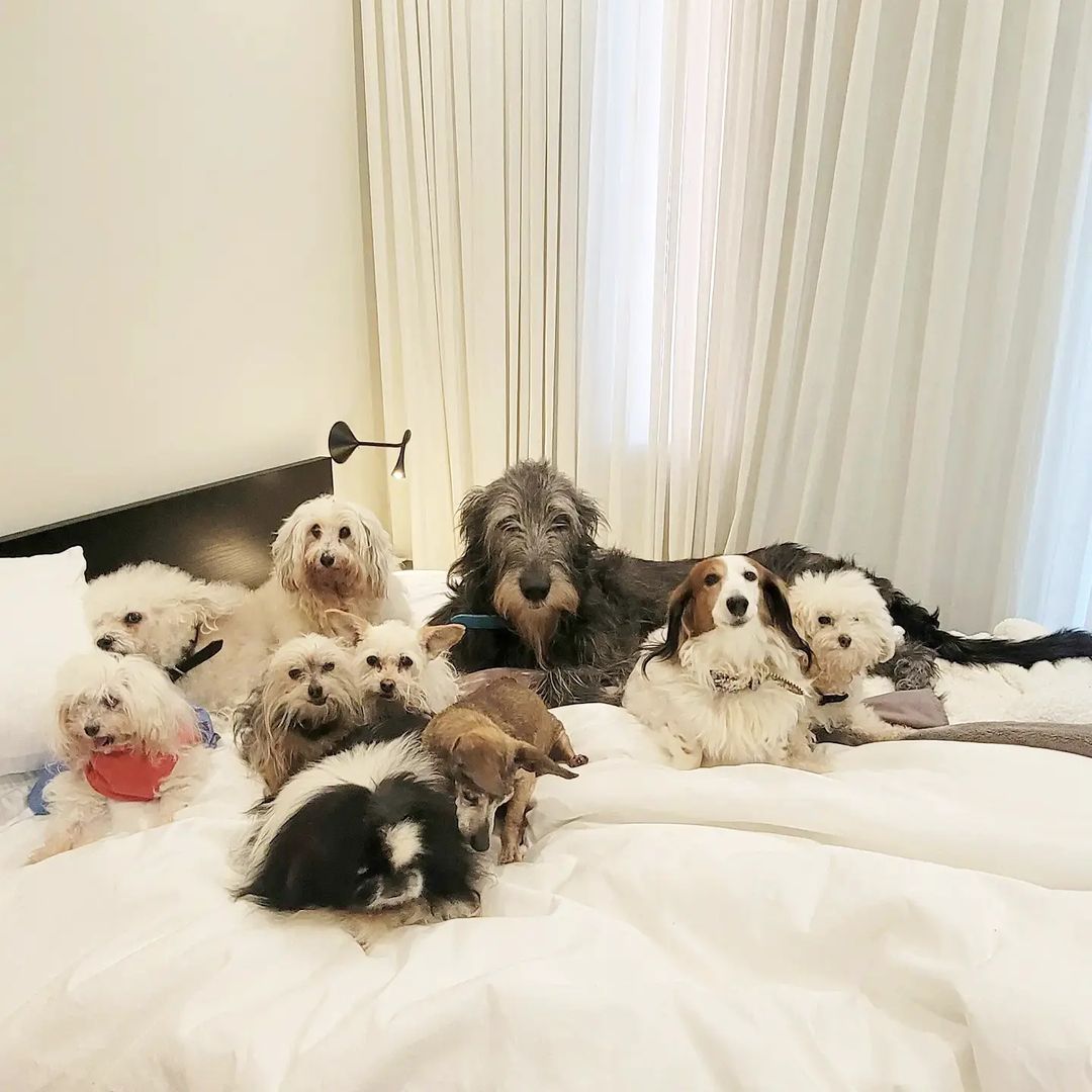 How Many Dogs and Cats Can You Have in NY