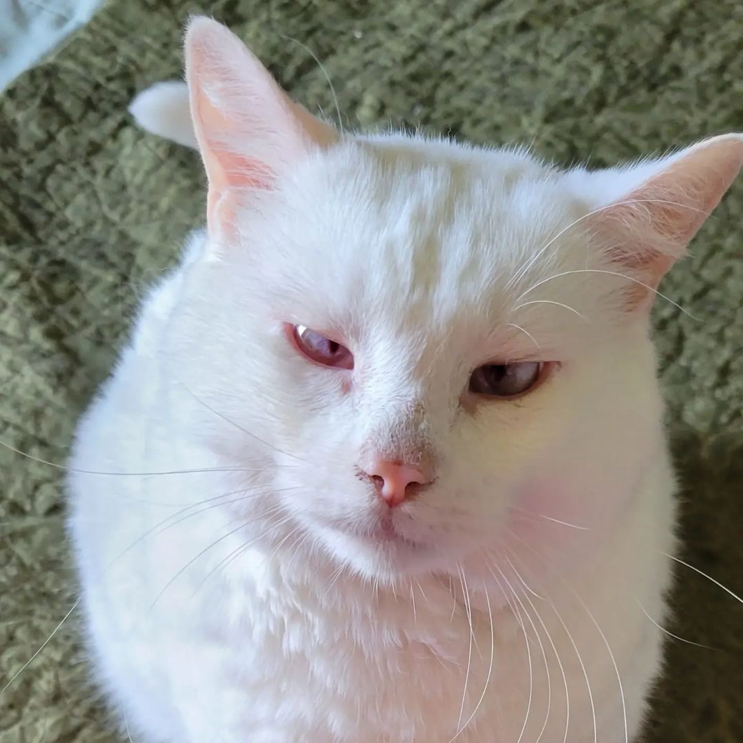 Moscato the Albino Cat