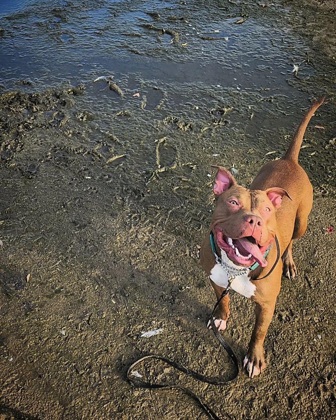 Sylvie, the American Bully