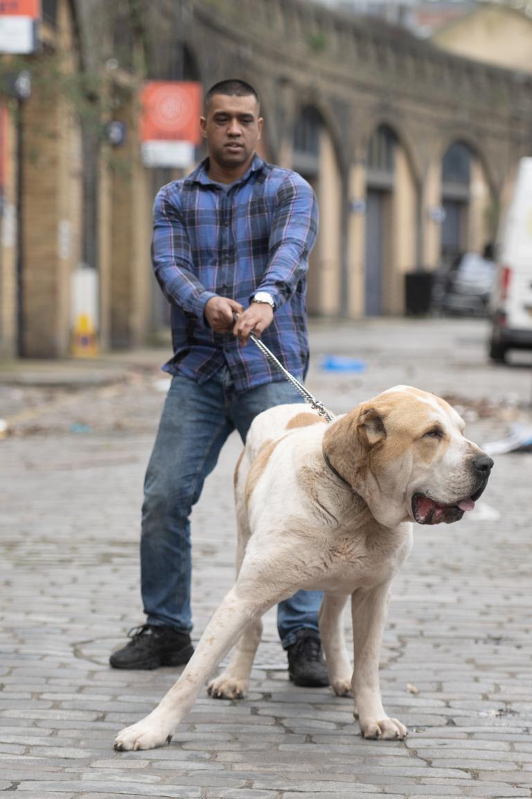 Kenzo the Central Asian Shepherd dog walking with his owner