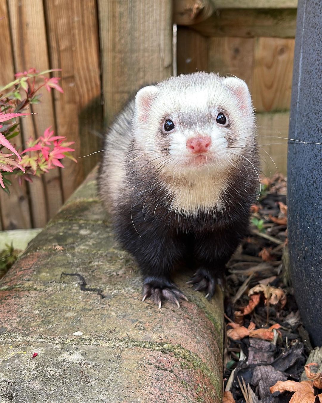 Pet Ferret