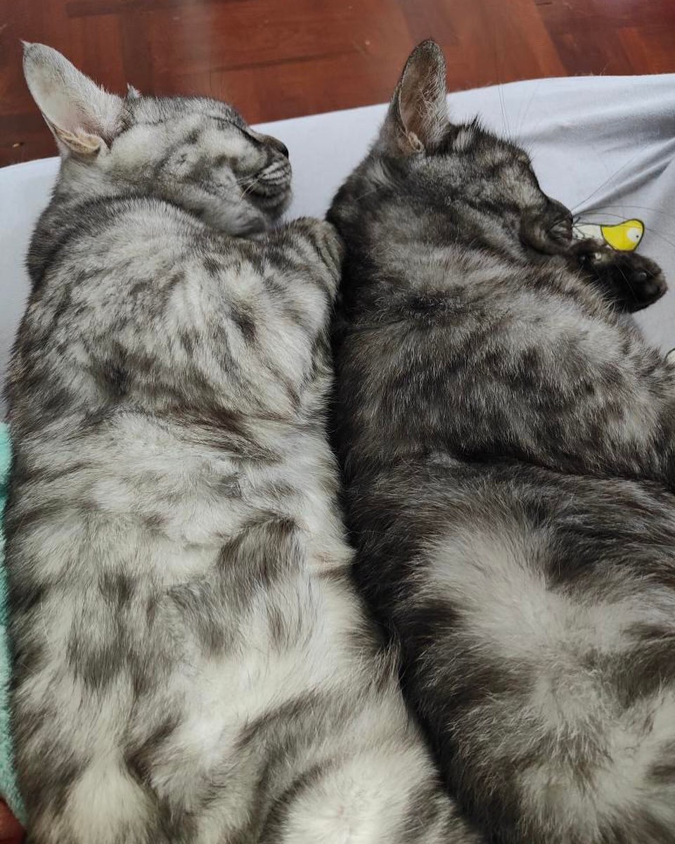 Charcoal and Oong the twin cats