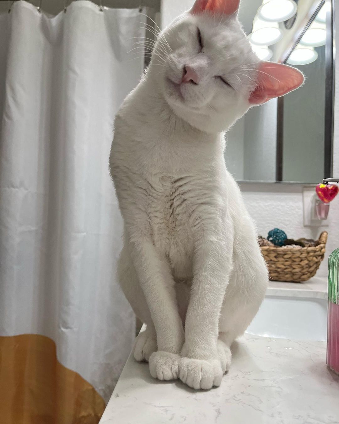 KALI the Albino Cat