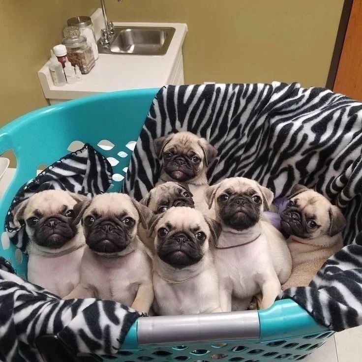 Pug puppies