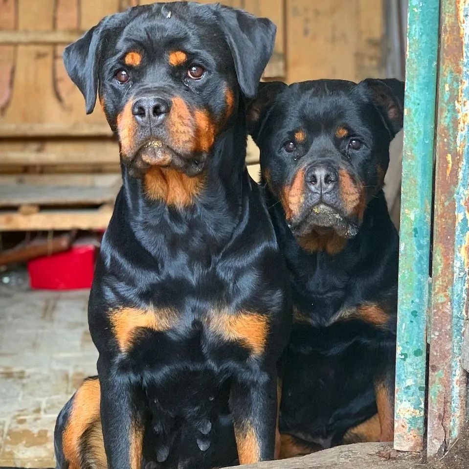 Rottweilers