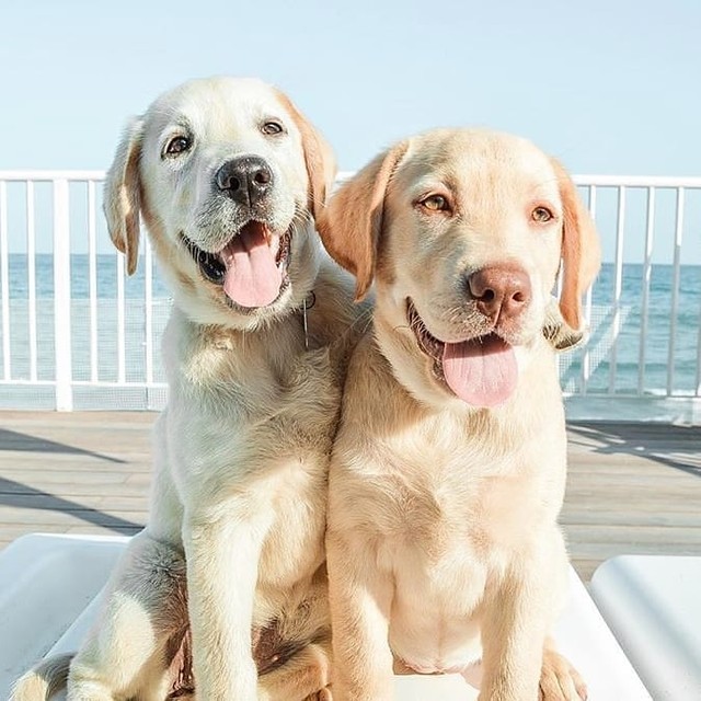 Labrador Retriever: the most popular dog breed in the US