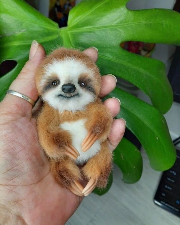 A baby sloth