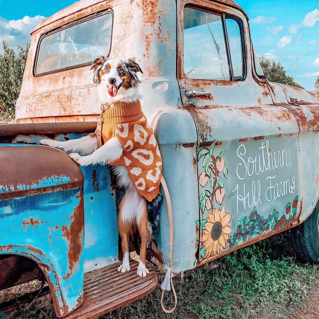 This dog is having fun in Florida