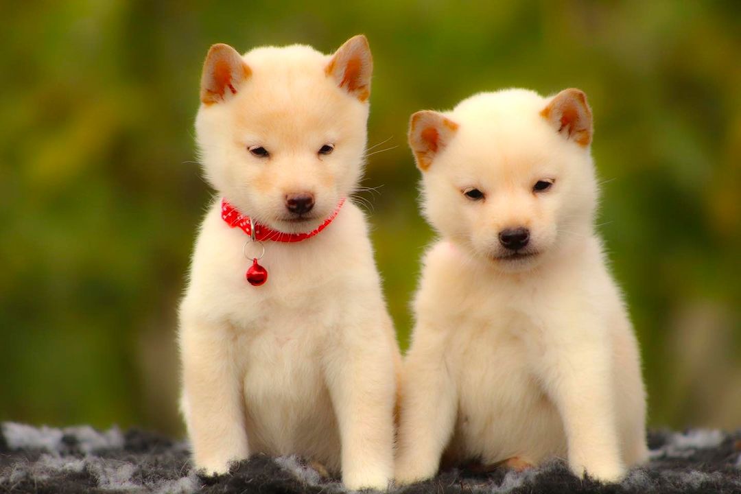 Shiba Inu puppies