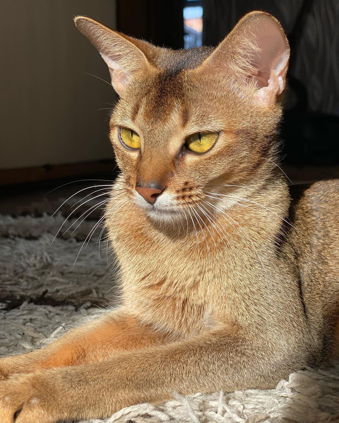 Abyssinian Cats