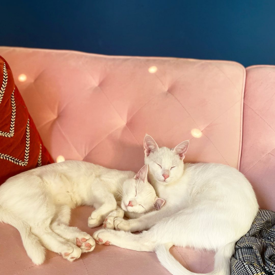 Dewey and Reese, the twin cats