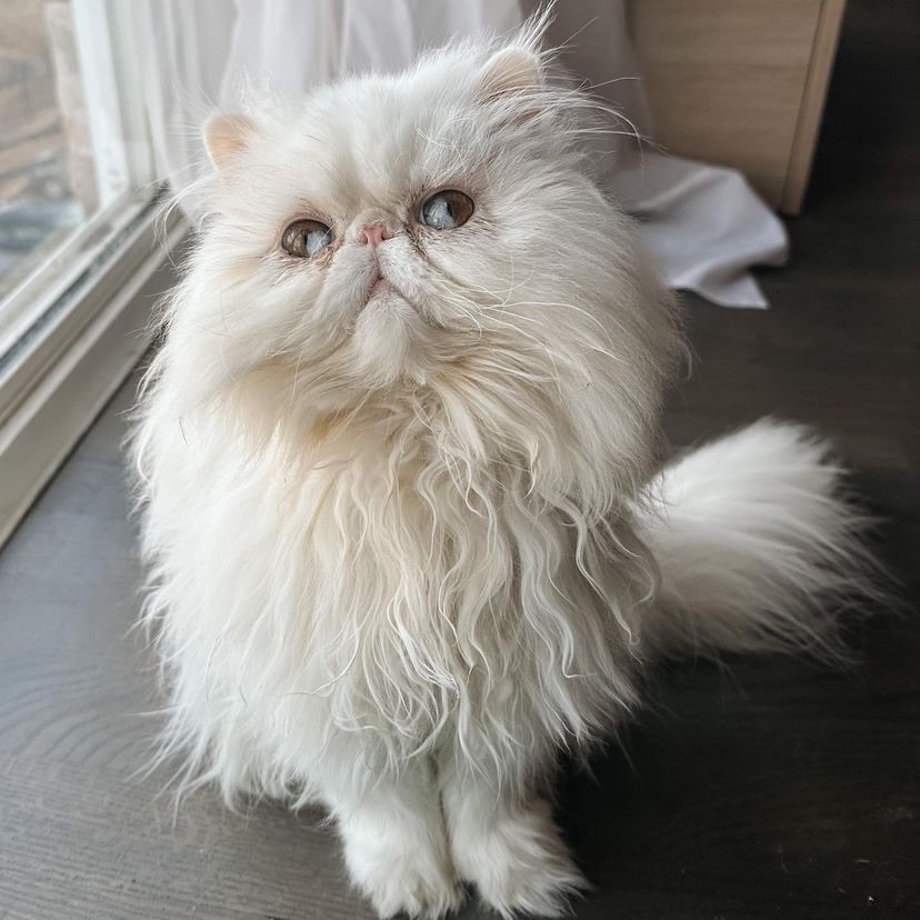 Persian Cat