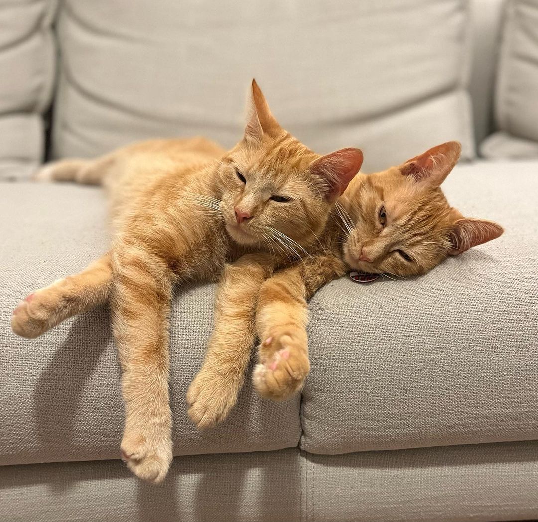 Twin cats Pickles and Bear