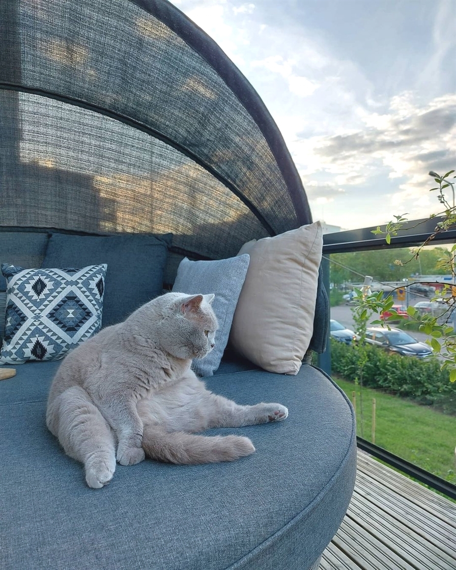 A cute cat sitting like a human