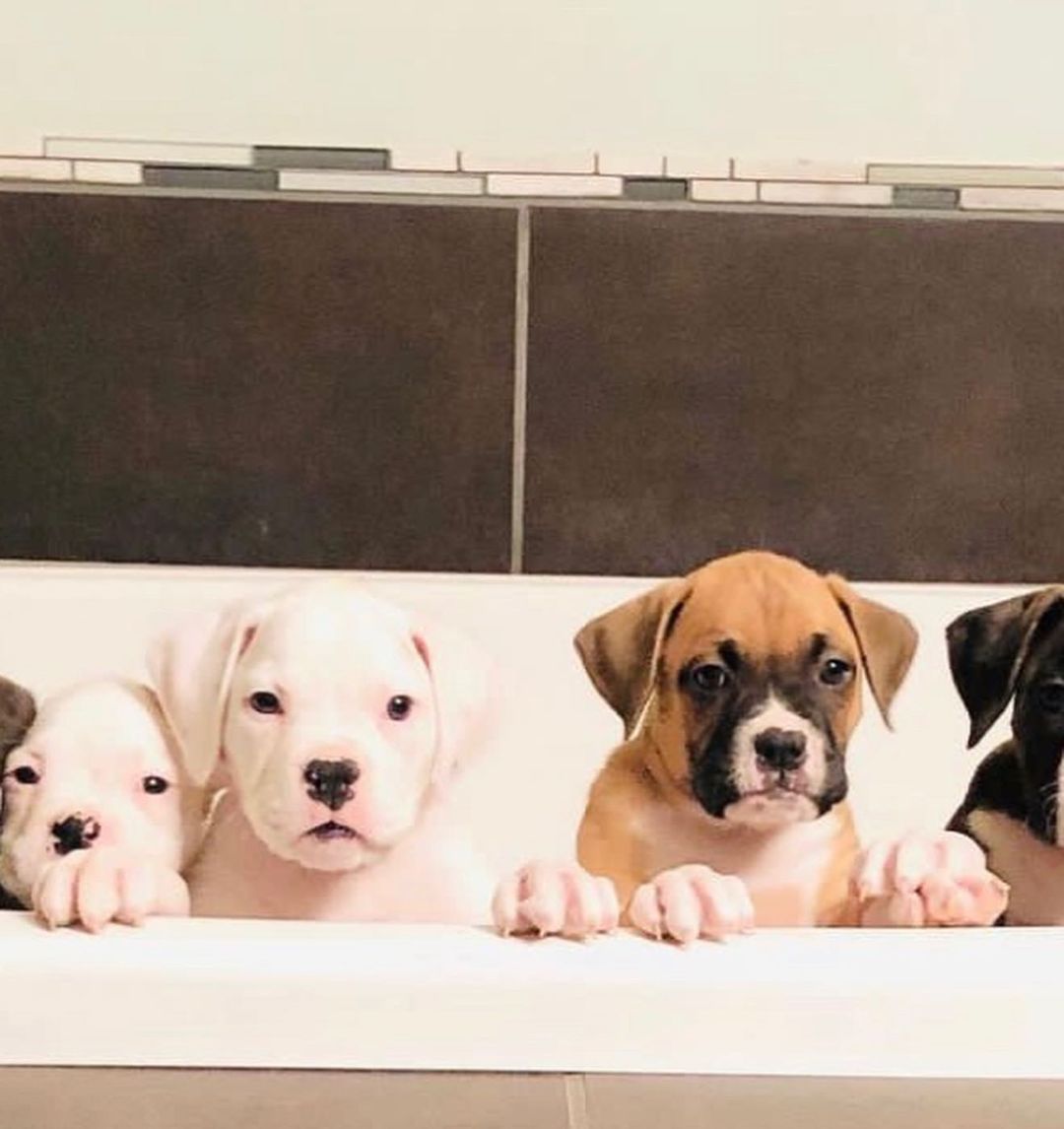Boxer puppies