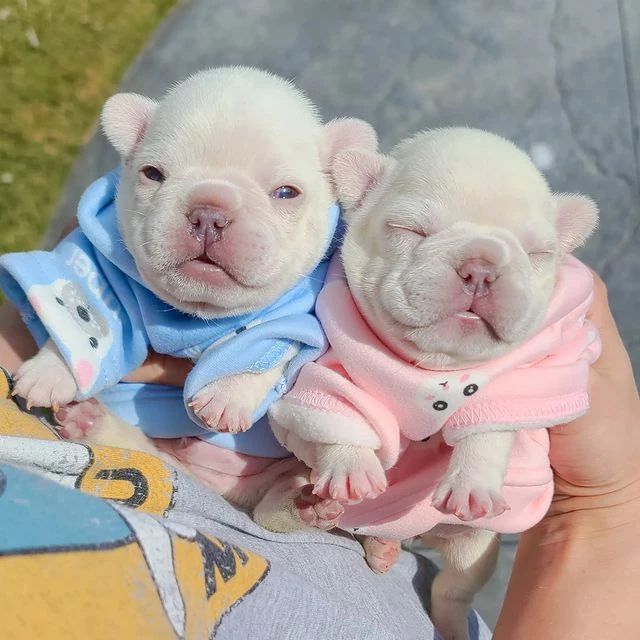 French Bulldog puppies