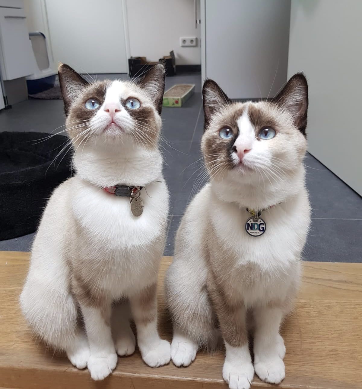 Twin cats Nila and Dori